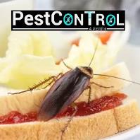 Cockroach Control Perth image 9